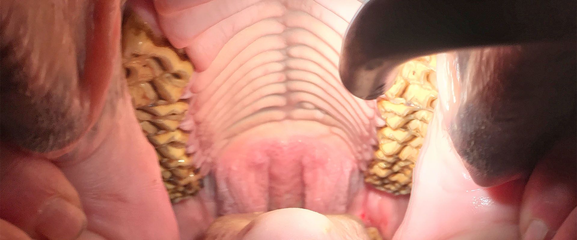 Hevosen suu- ja hammastutkimus