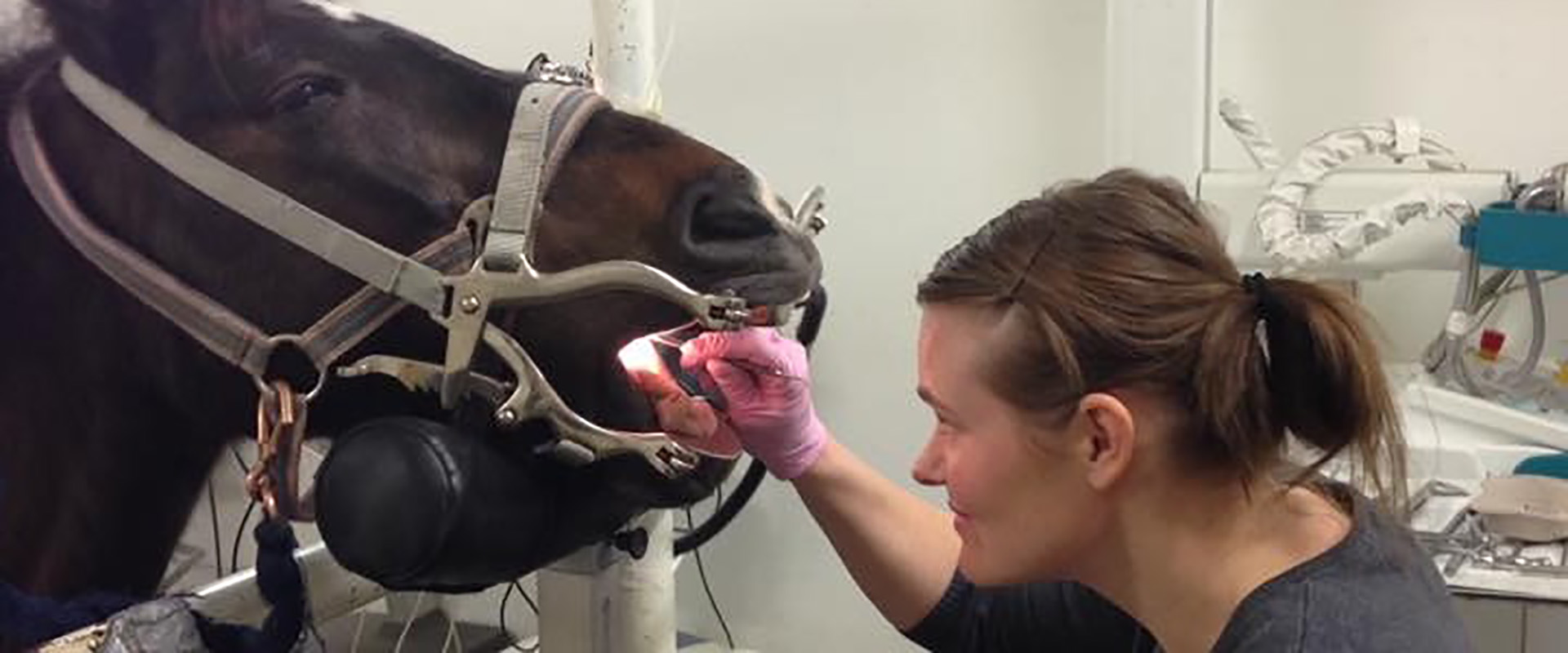 Hevosten hammashoito - Eläinlääkäri Jessica von Wendt