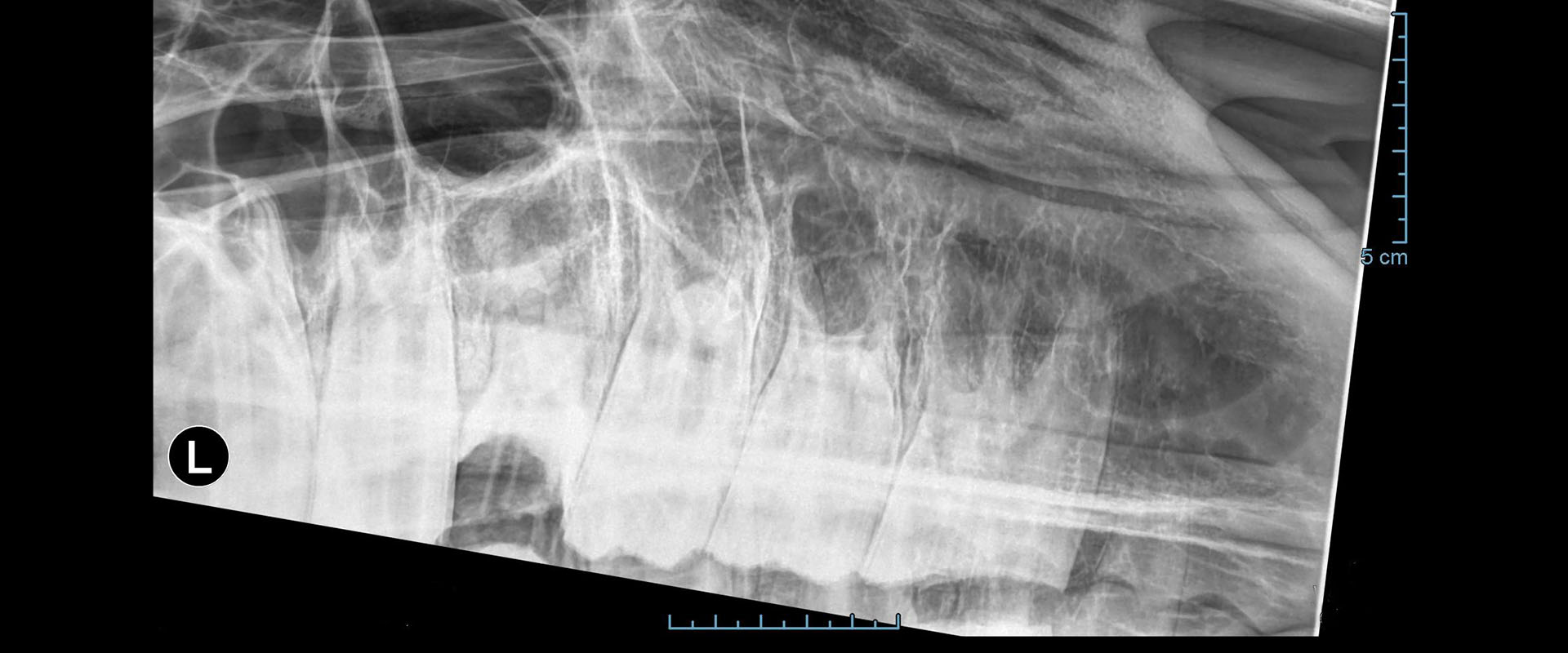 Röntgen-kuva hevosen hampaista